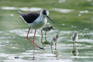 Two-Bedroom Apartment Rosolina Mare near Sea 12 - 1