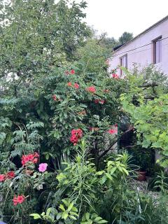 PETREIBERY Garden - Kutaisi - 8