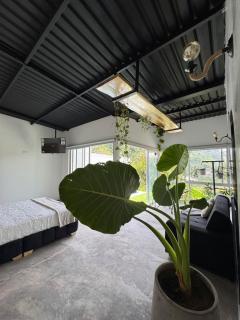 Animadbali - Ibagué - 5
