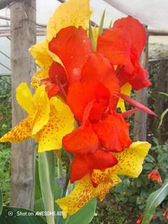 Pranav Home - Stay - Darjeeling - 2