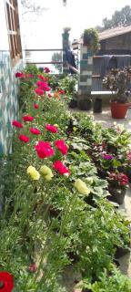 Pranav Home - Stay - Darjeeling - 1