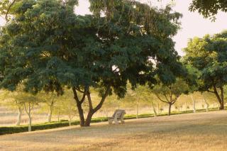 Dwaleni Farm Lodge - Manzini - 1