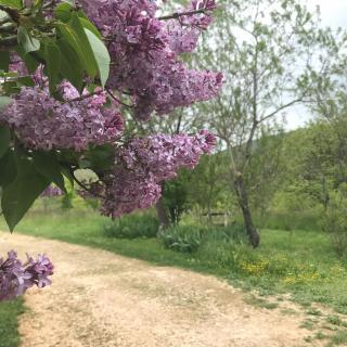 Le Mas de Loume - Sault-de-Vaucluse - 8