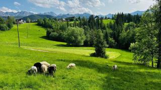 Tatrzańska Polana 5F - Zakopane - 8