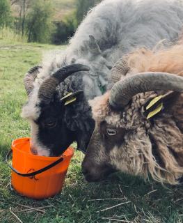Farm stay at Løkka farm - Bærums Verk - 8