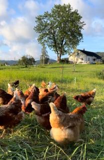 Farm stay at Løkka farm - Bærums Verk - 7