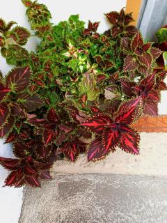 Grandma's house - Cuenca - 9
