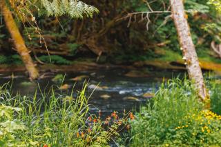 Creekside Retreat at Triangle Lake - - 8