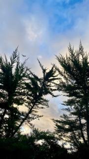 Cabaña en Pichidangui un Oasis de naturaleza y relajación - 9