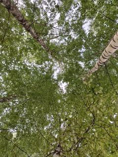 Sodyba Miško Dvasia - 4