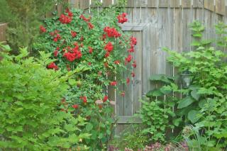 Tasha's Garden Private Pension Jeonju Hanok Village - 1