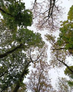 Josiah Tree House Camp Mahogany Llavac Quezon - Real - 7