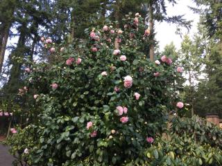 A Cascade View Bed And Breakfast - 3