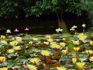 Saikaew Resort - Chiang Rai - 1