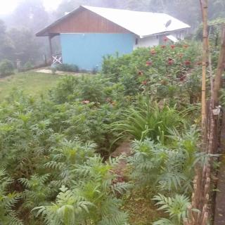 Vamoose Sai Lakshmi Pedong - Pedong - 4