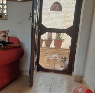 Sou Villa - El Alamein - 3