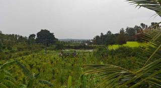 Osr Aramane - - 8