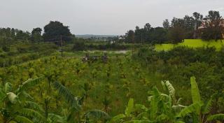 Osr Aramane - - 4