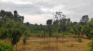 Osr Aramane - - 7
