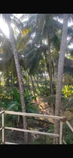Peaceful Homestay near Kizhunna Beach - Thottada - 8