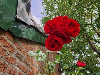 Rozenhofje Asselt - Roermond - Swalmen - 4
