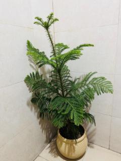 cozyness - Ghaziabad - 3