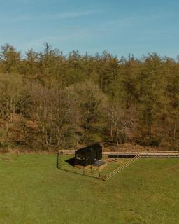 Alcor - Swynnerton - 0