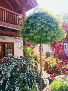 Chalets-zum-Ilsetal-Carl-Lambrecht-Chalet-Nr-19 - Ilsenburg - 1