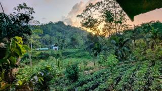 Sinharaja Forest Lodge - Deniyaya - Dombagoda - 9