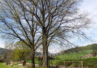 Alte Schmiede - Reichenbach - 4