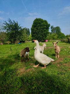 Gîte Côte Fleurie, 2 à 4 personnes, La Ferme de Valambray - 8
