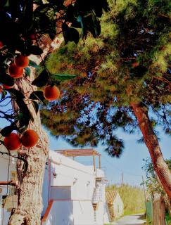 Appartamento Lipari - Patti - 5