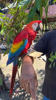 CAMUNGO Lodge in indigenous community ALL INCLUSIVE - Puerto Franco - 3
