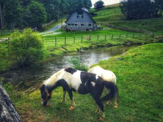 Fantastic Barn Suite with Hot-tub and Petting Zoo in Sugar Grove, North Carolina - 7