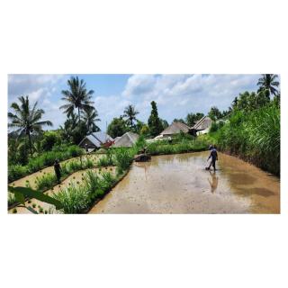 Rice Terrace Bungalows - Tetebatu - 8