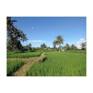 Rice Terrace Bungalows - Tetebatu - 5