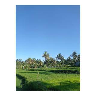 Rice Terrace Bungalows - Tetebatu - 1
