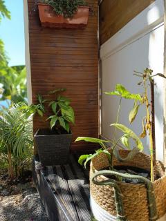 Appartement Belsol Ambiance tropicale et détente - Sada - 5