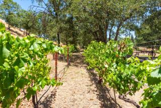 Luxurious Wine Country Oasis--Hot Tub, Bocce Court, Cornhole And Firepit! - Healdsburg - 1