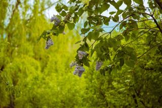 Sunset Hills Chalet - 3