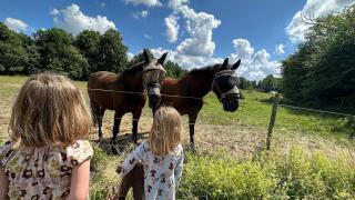Cosy cabin in the heart of Småland - - 7