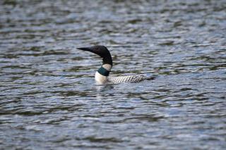 Loon Landing in Lake Tomahawk WI - Lake Tomahawk - 7