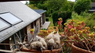 Spacieuse maison de village avec jardin - 1