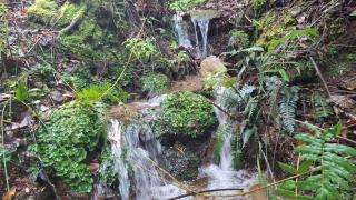 La Casa de la Abejita - Valdivia - 3