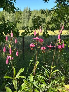 Hjortkullen - Vimmerby - 2