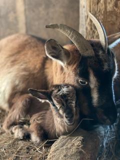 Domaine de Montfort - 6