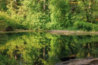 Creekside Retreat at Triangle Lake - - 6