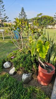 Las Flores de Moche - 4