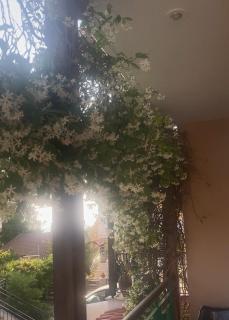 hamola calumba siviri - Siviri - 9