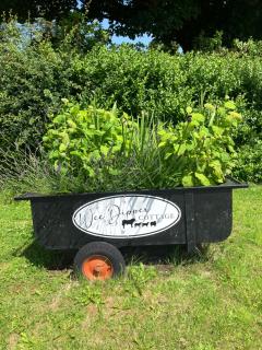Wee Dipper Cottage Maybole - Maybole - 6